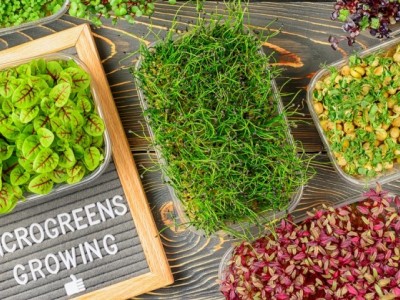 MicroGreen Garden Armenia - The guarantee of your healthy life․․․